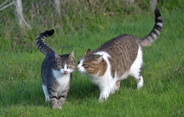 Picture grass, cat, nature, pair