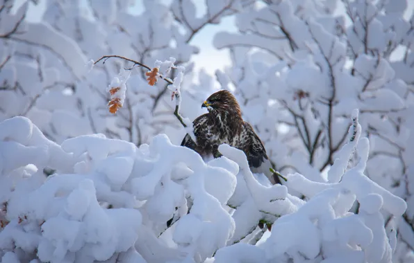 Winter, leaves, snow, trees, branches, nature, bird, in the snow