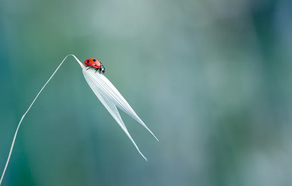 Picture nature, background, ladybug