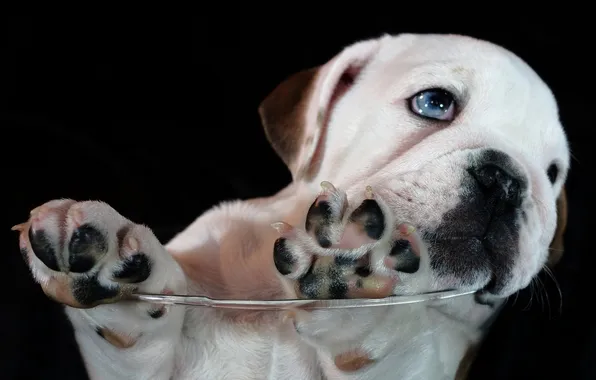 Picture paws, puppy, bulldog