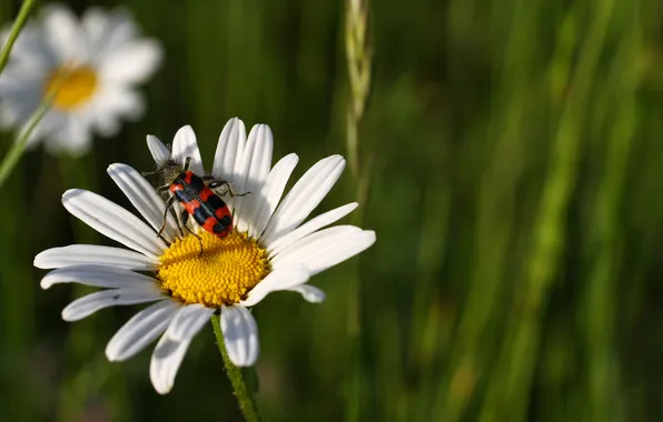 Flower, beetle, Daisy