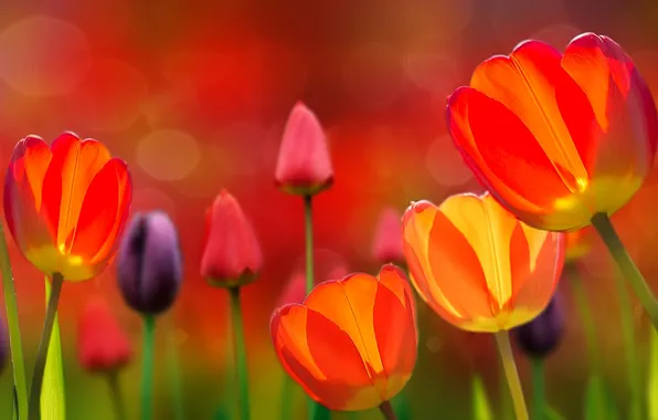 Flowers, spring, tulips