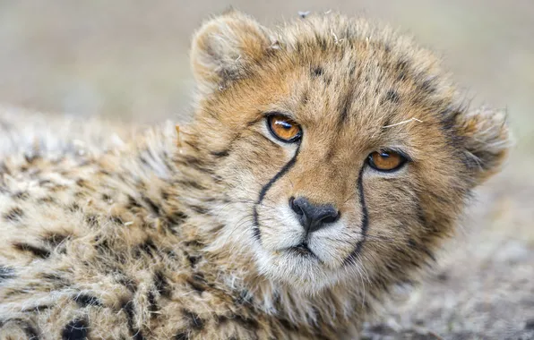 Picture cat, face, Cheetah, cub, ©Tambako The Jaguar