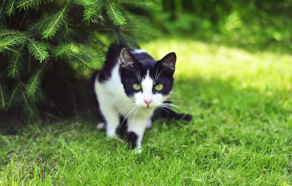 Picture grass, cat, look, spruce