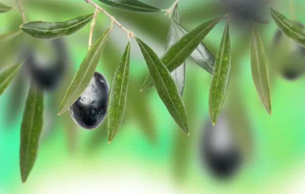 Picture leaves, bokeh, olives