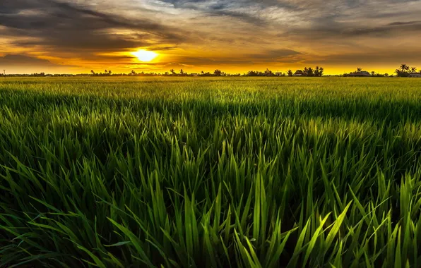 Field, landscape, sunset, nature