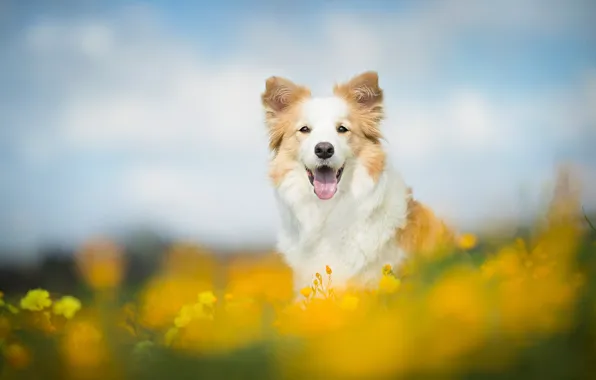 Picture dog, bokeh, The border collie