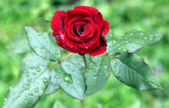 Picture flower, leaves, rose, petals, Bud, red