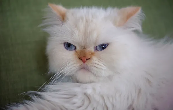 Picture cat, look, portrait, fluffy, muzzle, blue eyes, cat, Himalayan cat