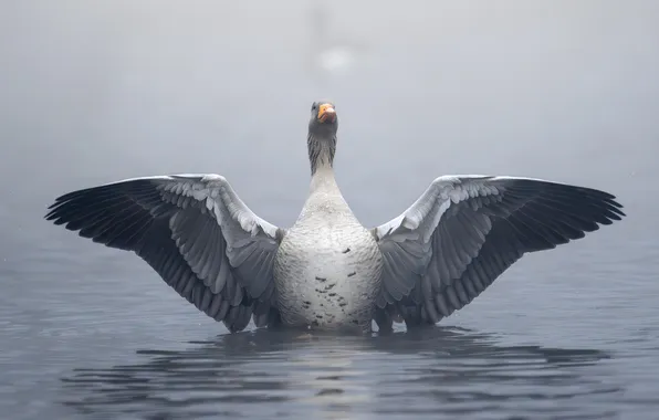 Water, fog, grey, bird, morning, haze, pond, goose