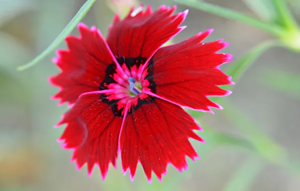 Flowers, nature, petals, Chinese carnation