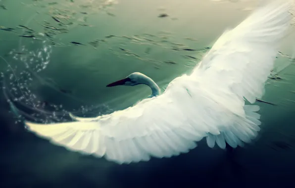 Figure, wings, Swan