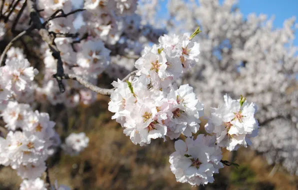 Macro, spring, flowering, almonds