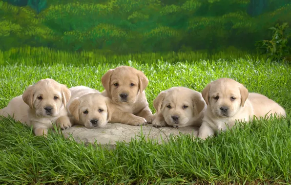Grass, puppies