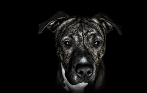 Look, background, dog