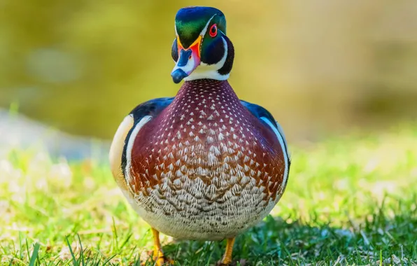 Picture bird, feathers, color, duck