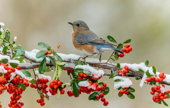 Picture winter, leaves, snow, branches, berries, background, bird, beak
