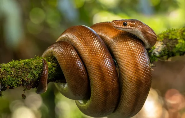 Look, background, Shine, moss, snake, branch, scales, red