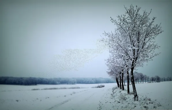 Winter, road, snow, trees, the gray sky