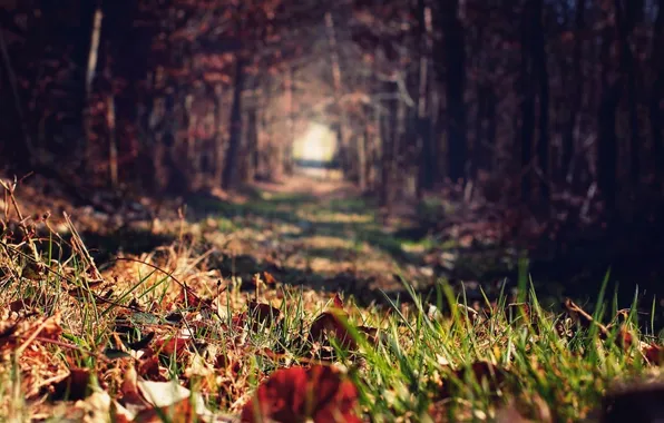 Picture autumn, forest, grass, leaves, trees, blur, alley