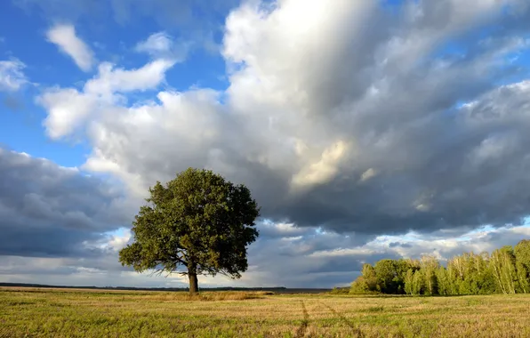 Field, trees, landscape