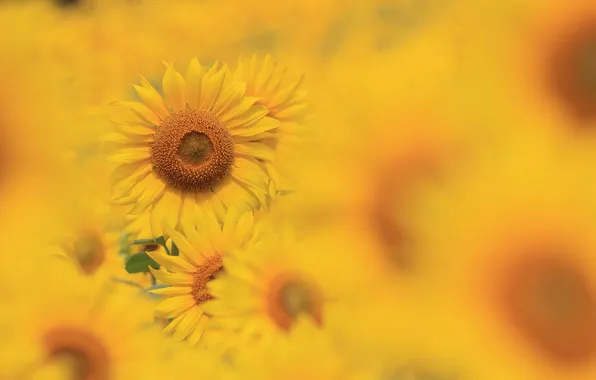 Field, sunflower, Lepestki