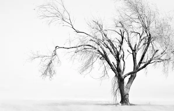 Picture tree, alone, faded