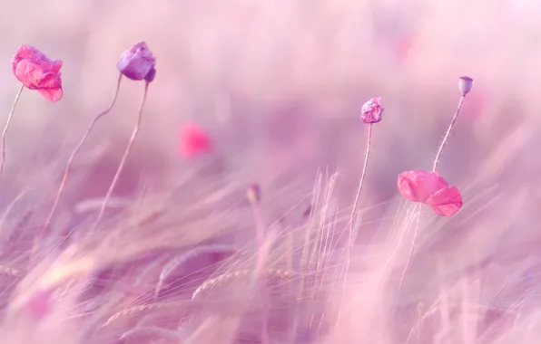 Wheat, field, purple, flowers, background, pink, widescreen, Wallpaper