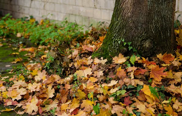 Autumn, leaves, tree, bark