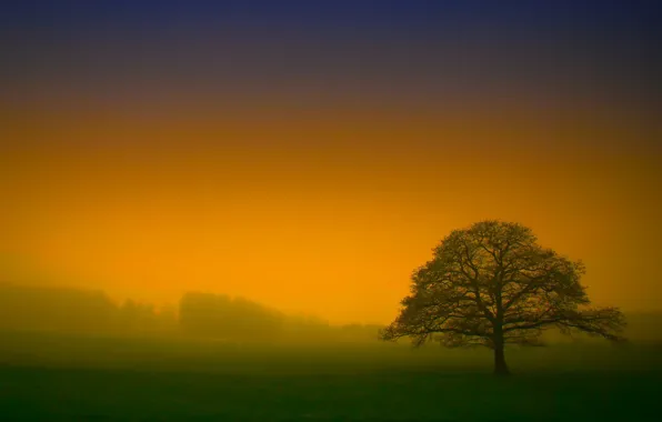 Picture field, trees, fog