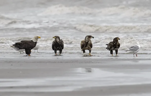Sea, beach, birds, DUELL ©