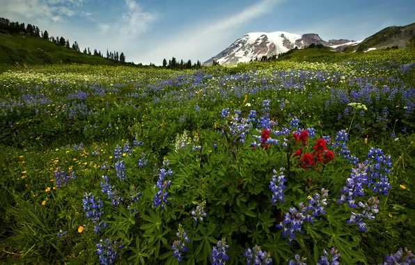 Field, forest, flowers, mountains, hills, slope, meadow, lilac