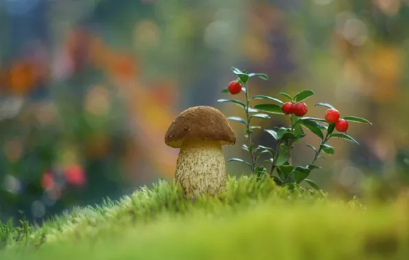 Mushroom, moss, cranberries, Borovik