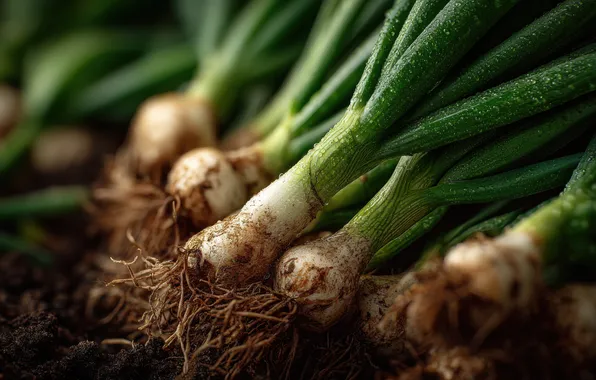 Greens, roots, pen, earth, harvest, bow, dirt, the garden