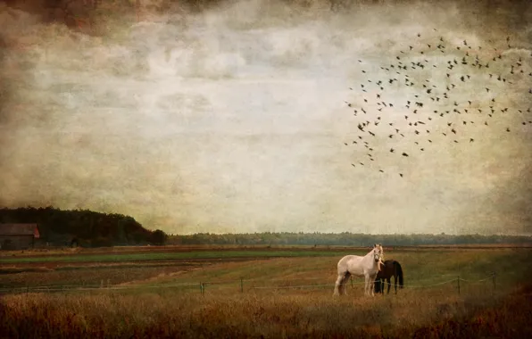Field, autumn, forest, the sky, clouds, landscape, birds, nature