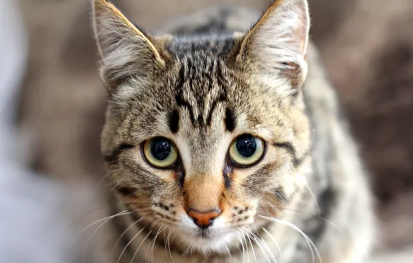 Picture cat, eyes, look, nose, ears