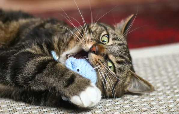 Picture eyes, cat, mustache, look, toy