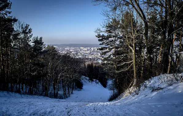 Winter, snow, the city, Forest, Lions