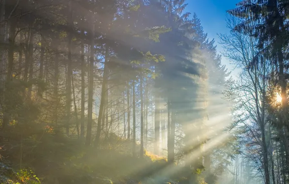 Autumn, forest, the sun, rays, light, trees, branches, fog