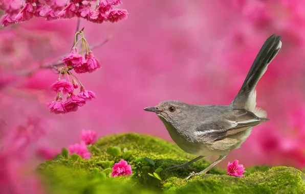 Flowers, branches, bird, moss, spring, Sakura, pink, grey