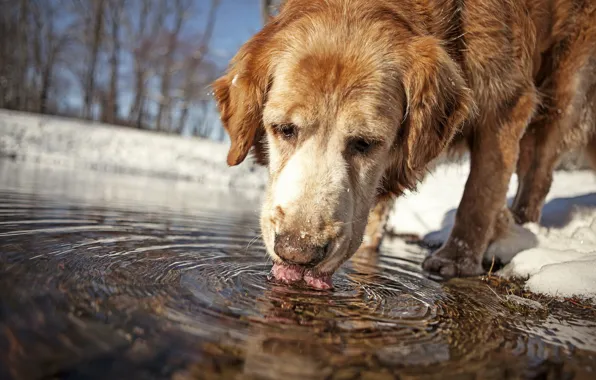 Water, each, dog