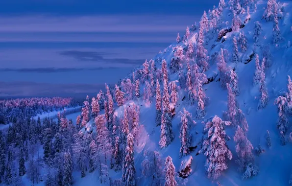 Winter, frost, forest, light, snow, mountains, ate, slope