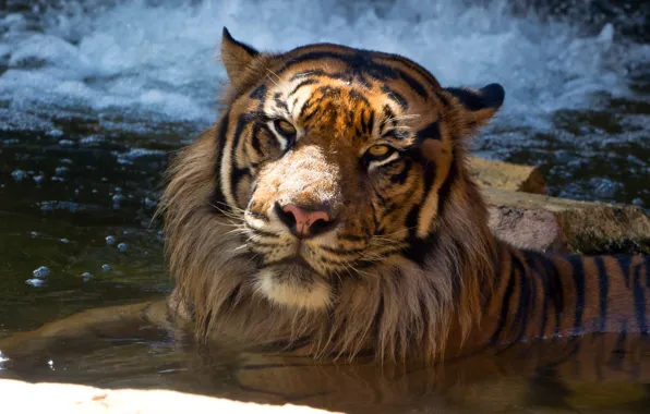 Cat, face, tiger, bathing, pond, Sumatran