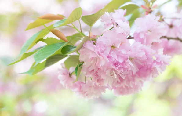 Flowers, background, branch, spring, garden, Sakura, gentle, pink