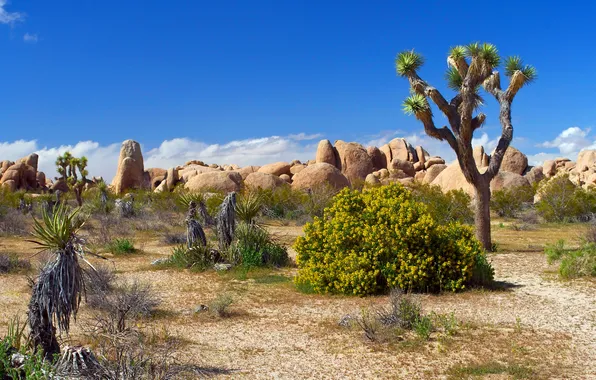 Sand, flowers, stones, desert, plants, national park, Joshua tree