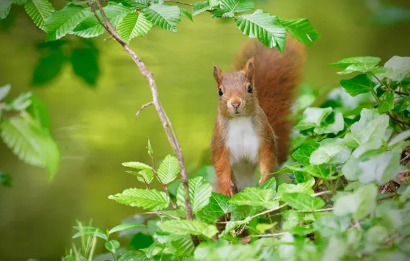 Leaves, branches, protein, red