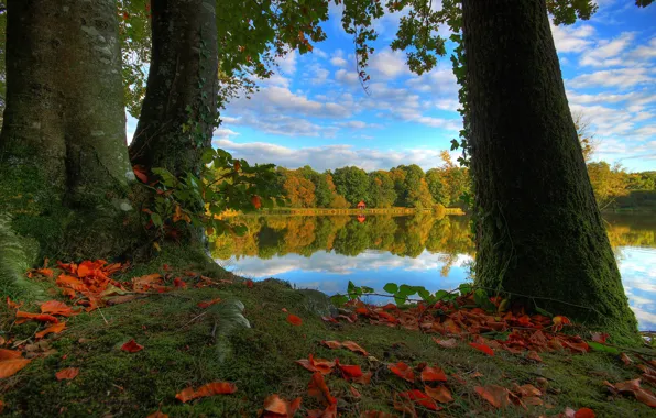 Autumn, forest, leaves, clouds, trees, landscape, branches, nature