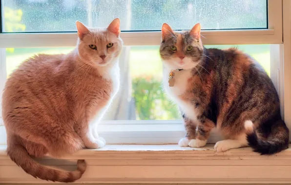 Picture window, a couple, on the windowsill, koteyki, two cats