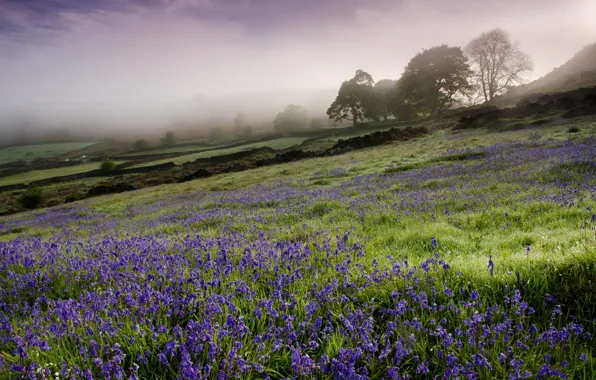 Picture field, flowers, fog, morning, England, campanula