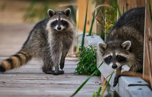 Pair, raccoon, raccoons